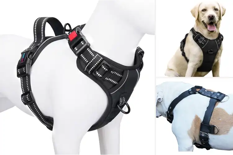 Detailed view of Best Adjustable Chest Girth Harness