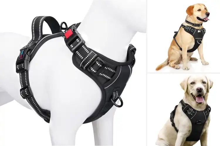 Detailed view of Best Adjustable Chest Girth Harnesses