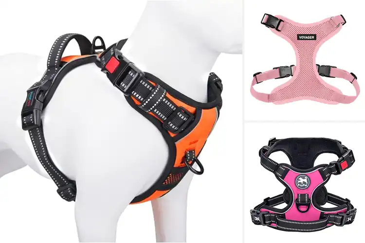 Detailed view of Best Adjustable Dog Harnesses For Medium Dogs