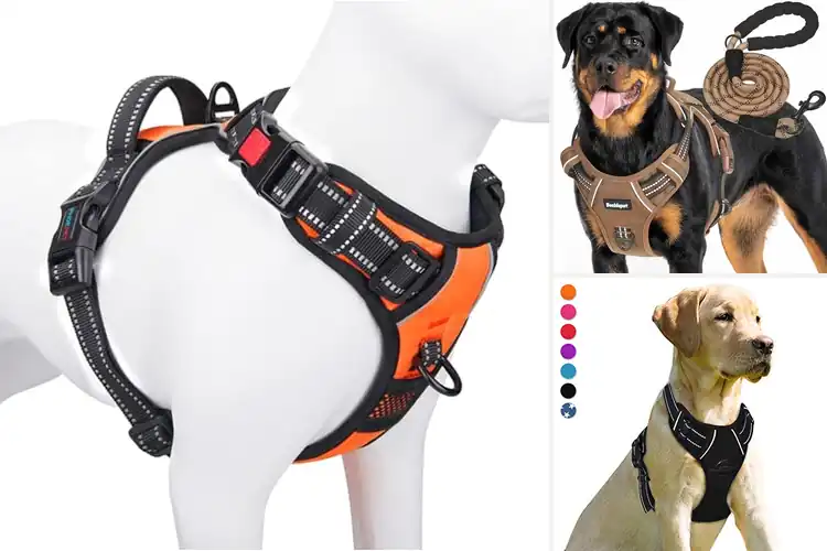 Detailed view of Best Durable Dog Harnesses for Safe, Comfortable Adventures