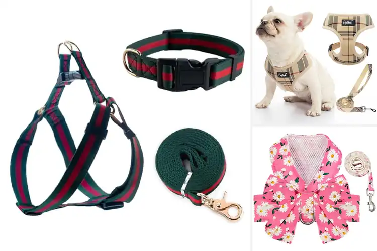 Detailed view of Best Fashionable Dog Harnesses