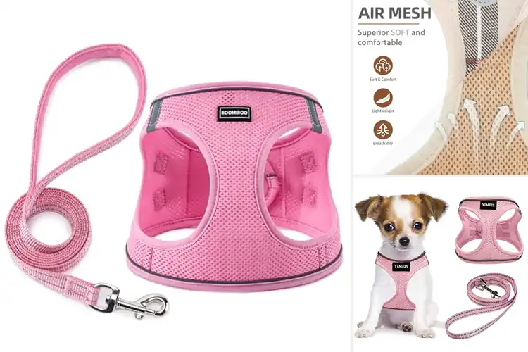 Detailed view of Best Harness Sets For Small Dogs: Top 10 Comfy & Safe Picks