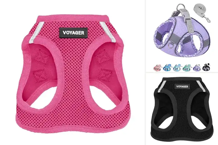 Detailed view of Best Harnesses For Small Dogs