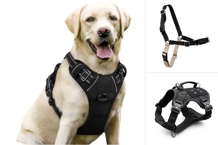 Detailed view of Best No Pull Dog Harness: Calming Chaos, Joyful Walks Ahead