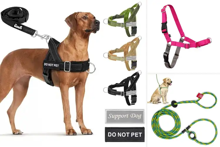 Detailed view of Best No Pull Dog Harnesses With Leashes