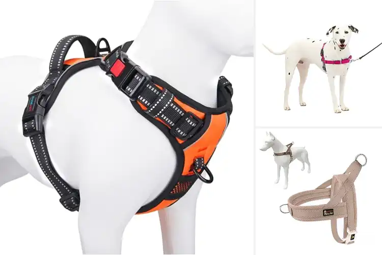Detailed view of Best No Pull Harnesses: Top 10 Picks for Stress-Free Walks