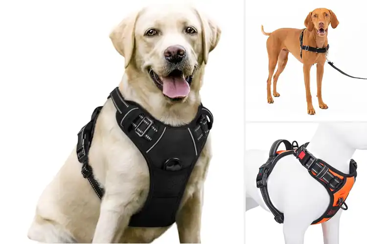 Detailed view of Best Non Pull Dog Harness