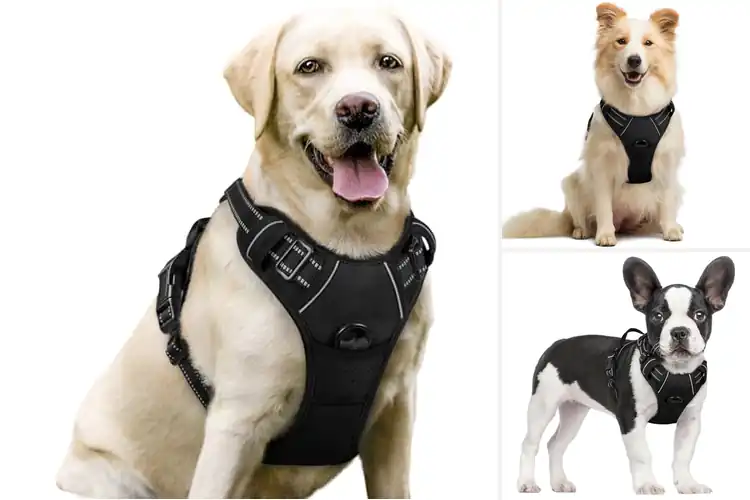 Detailed view of Best Padded Dog Harness: Top 10 Picks for Comfortable Walks