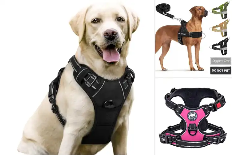 Detailed view of Best Padded Harnesses: Expert-Tested Comfort for Every Walk