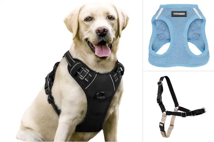 Detailed view of Best Safe Dog Harnesses