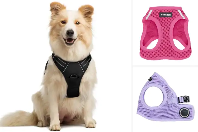 Detailed view of Best Soft Padded Dog Harnesses : Happy Walks Ahead